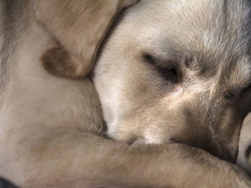 A imagem mostra um cachorro labrador com os olhos fechados.