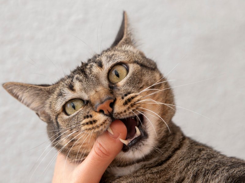 A imagem mostra um gato de colocação variada mordendo o dedo de uma pessoa.