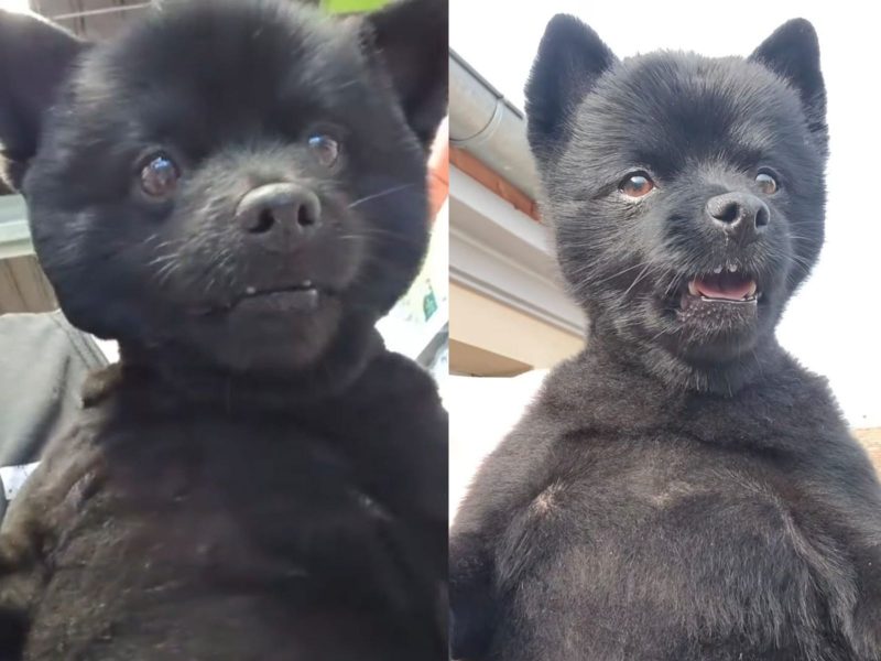 A imagem mostra um cachorro da raça schipperke.