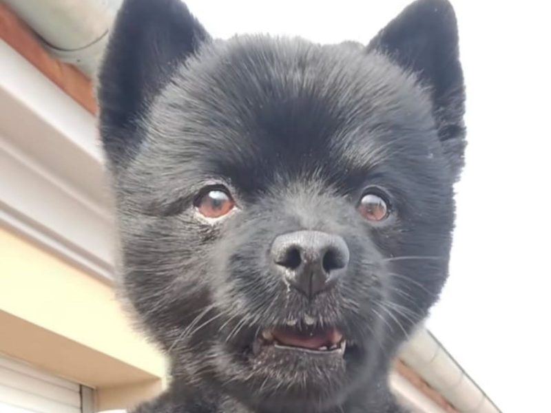 A imagem mostra um cão da raça schipperke.