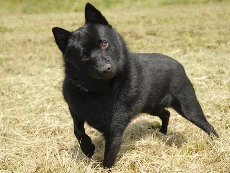 A imagem mostra um cão da raça schipperke em um gramado.