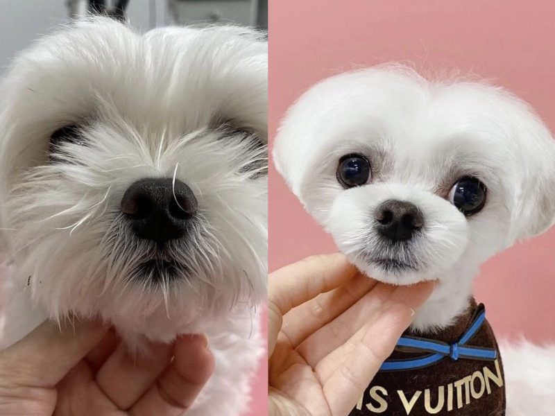 A imagem mostra um cão da raça poodle antes e depois de receber uma tosa nos pelos.