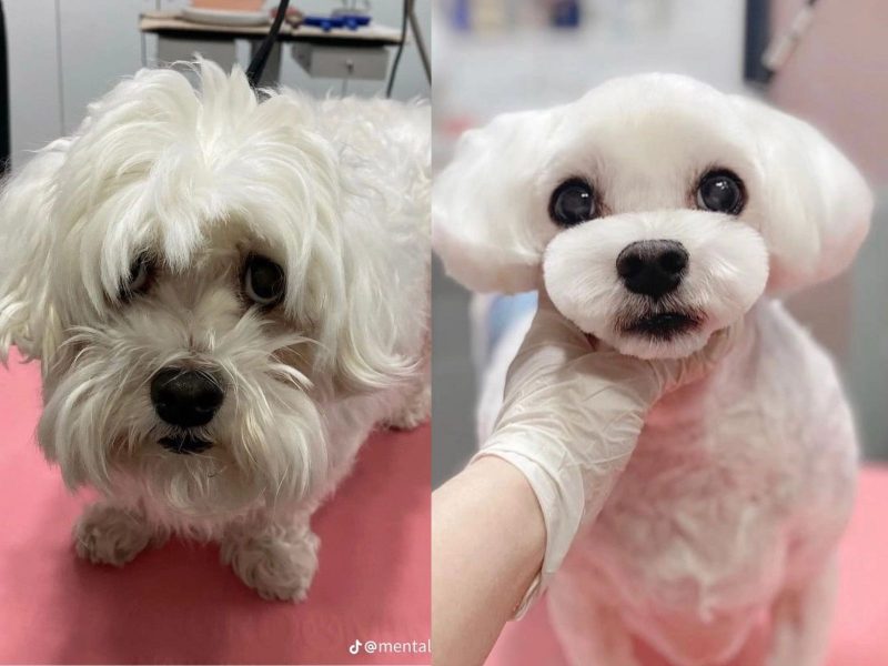 A imagem mostra um cachorro da raça poodle antes e depois de receber uma tosa nos pelos.