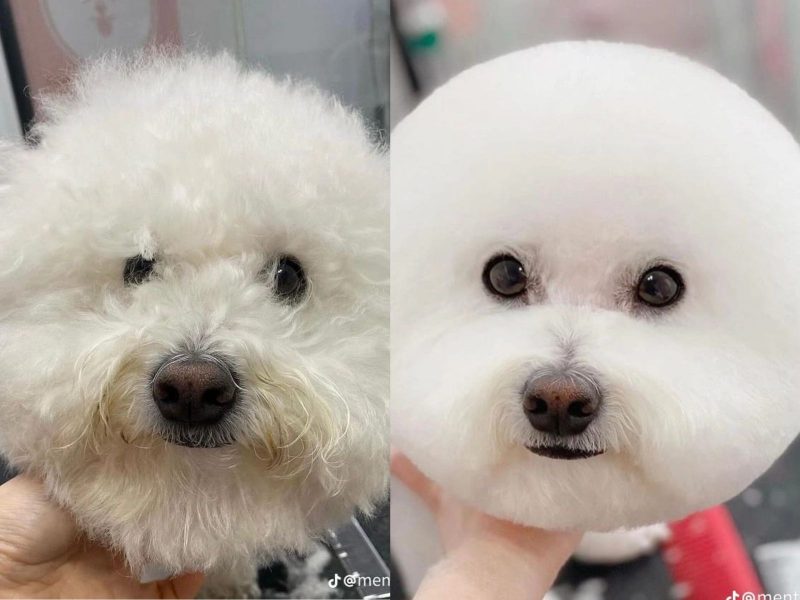 A imagem mostra um cão da raça poodle antes e depois de ser tosado.