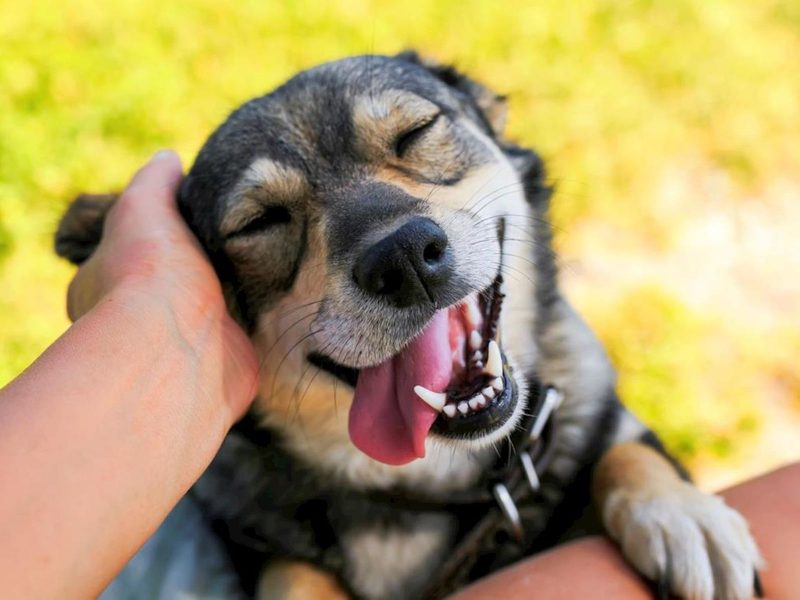 A imagem mostra um cachorro preto e marrom com a língua de fora, sendo acariciado por uma mão