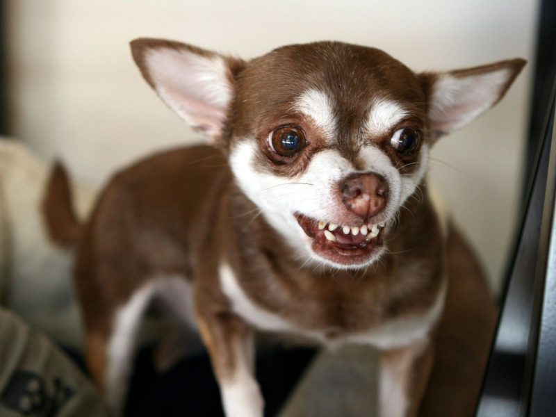 A imagem mostra um cachorro marrom com branco da raça chihuahua rosnando