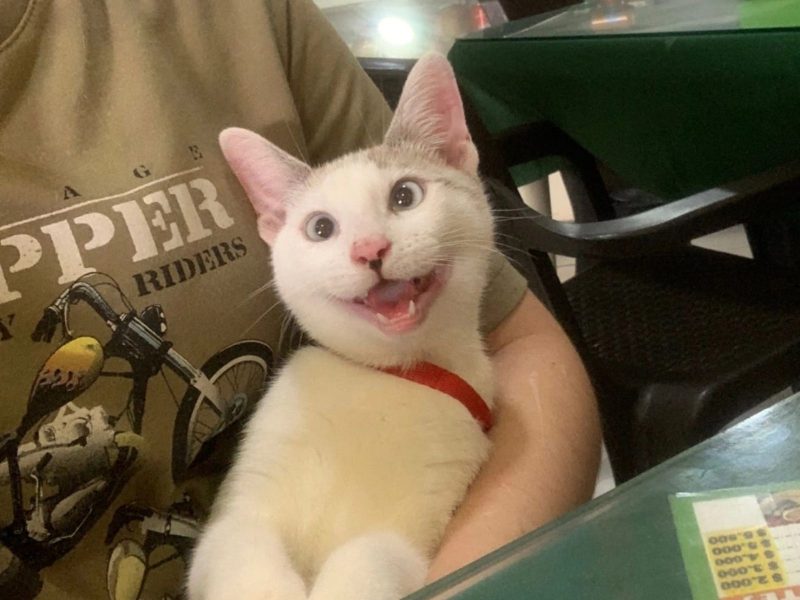 A imagem mostra um felino branco fazendo uma expressão facial alegre no colo de uma pessoa, mais conhecido como o gato sapeca 