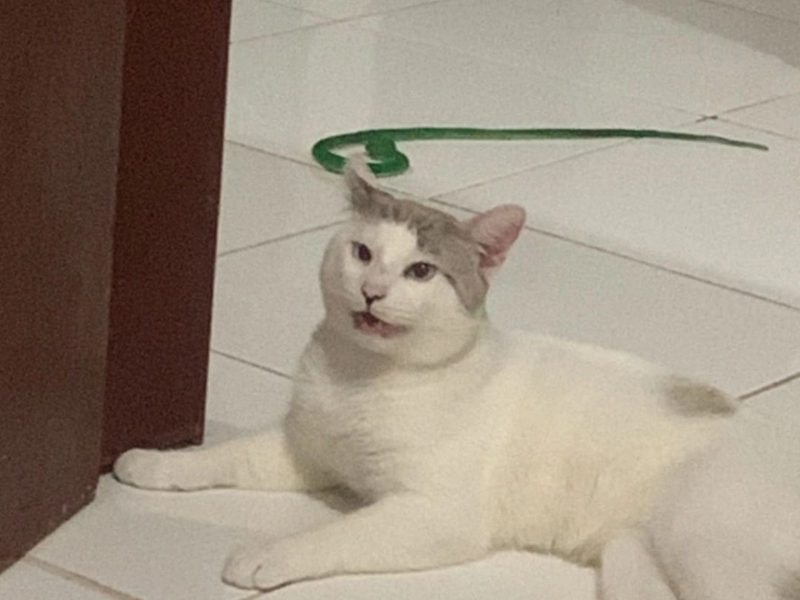 A imagem mostra um gato branco deitado no chão ao lado de uma cobra de brinquedo.