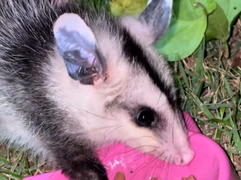 A imagem mostra um saruê com um pote de ração rosa em um gramado.