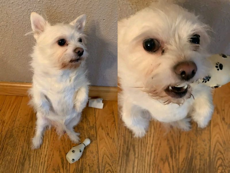 A imagem mostra um cachorro peludo branco sentado com um brinquedo de pino de boliche.