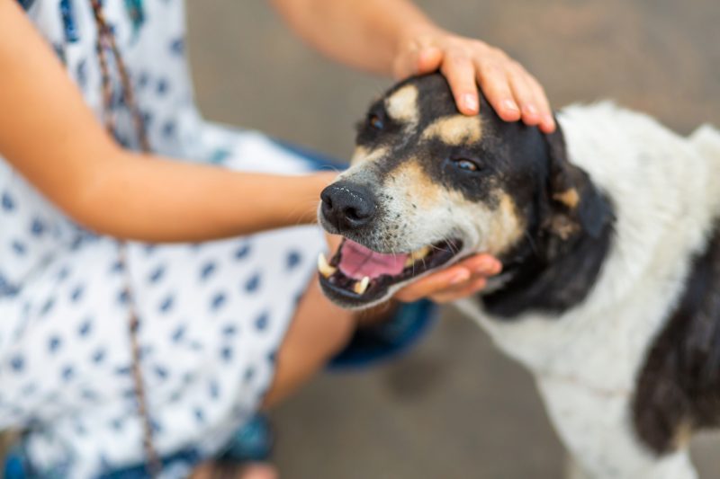 Carinho na cabeça de cachorro