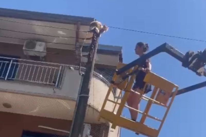 gata pandora presa em cima do poste sendo resgatada de caminhão pela tutora