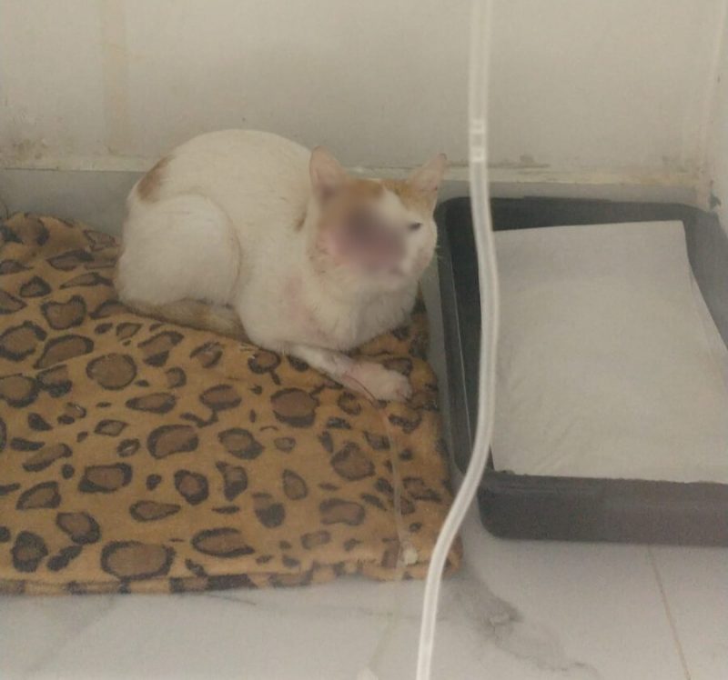 Gatinho Tequila chegou bem debilitado ao hospital veterin&aacute;rio – Foto: Arquivo pessoal/Reprodu&ccedil;&atilde;o/ND