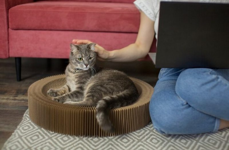 Imagem mostra gato sentado junto de sua tutora