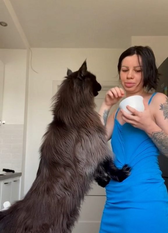 Maior raça de gato do mundo, sendo alimentado por sua tutora