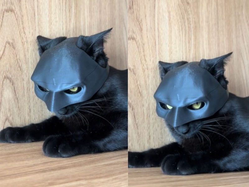 Montagem com duas fotos de um gato com máscara do Batman 