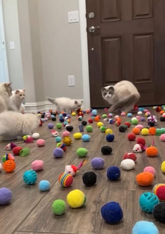 Gatos em quarto lotado de brinquedos