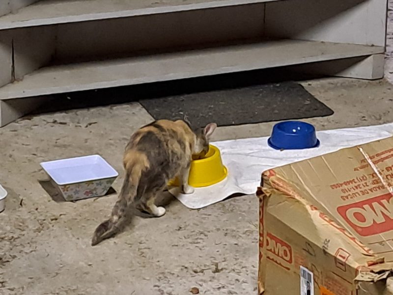 Gato comendo em vasilha na casa de vizinho em Ibirama 