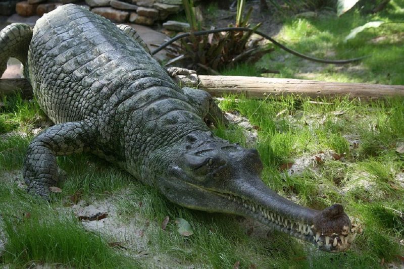 Gavial em área verde