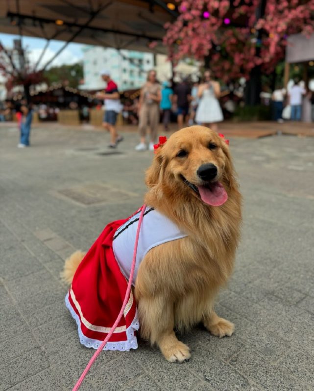 Golden Retriever na Oktoberfest Blumenau