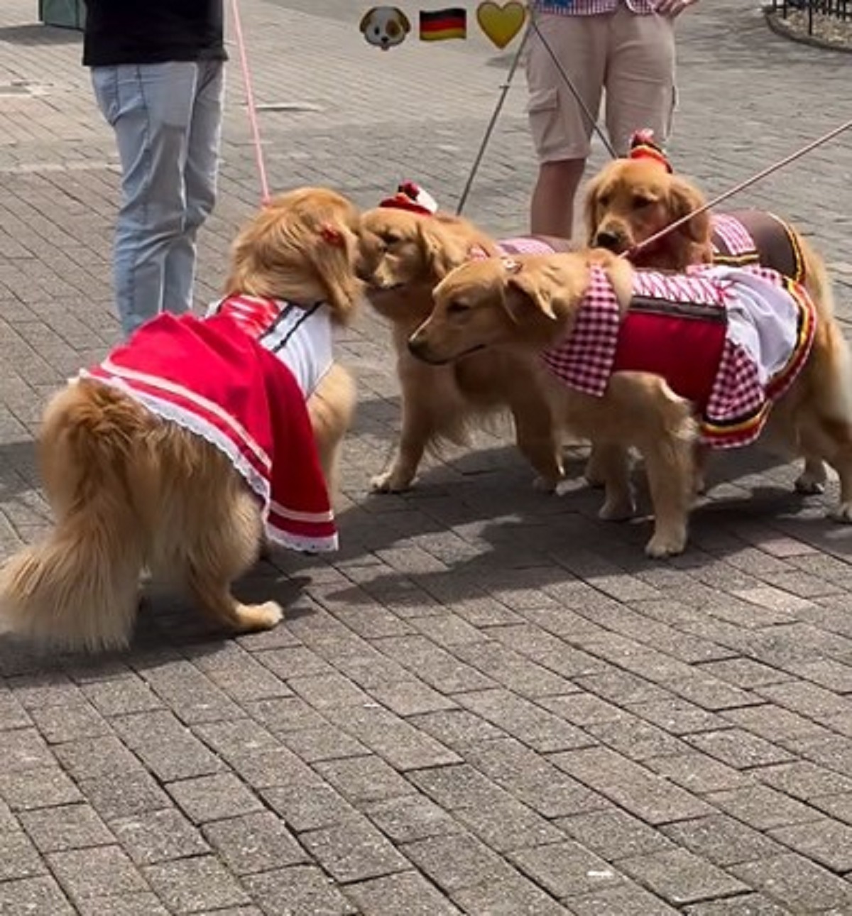 A Oktoberfest permite a presença de pets de segunda a sexta, até às 18h - Instagram/Reprodução/ND