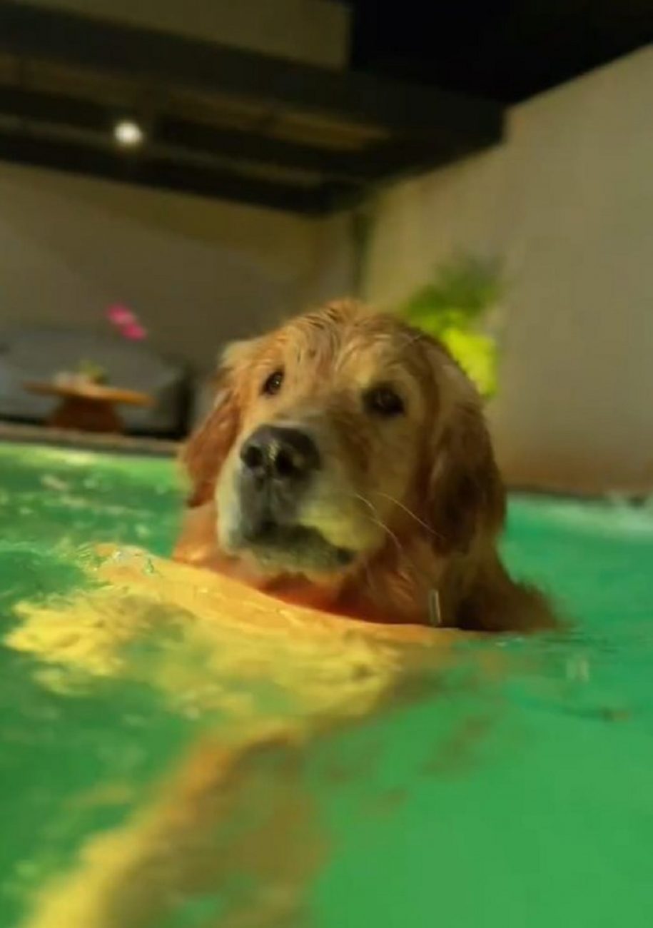 Golden Retriever se divertiu na piscina - Instagram/Reprodução/ND