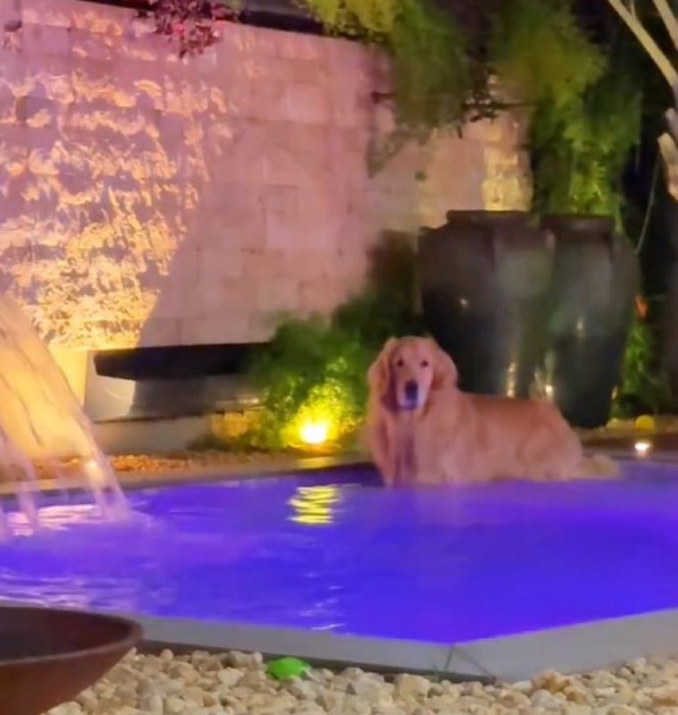 Golden Retriever dentro de piscina