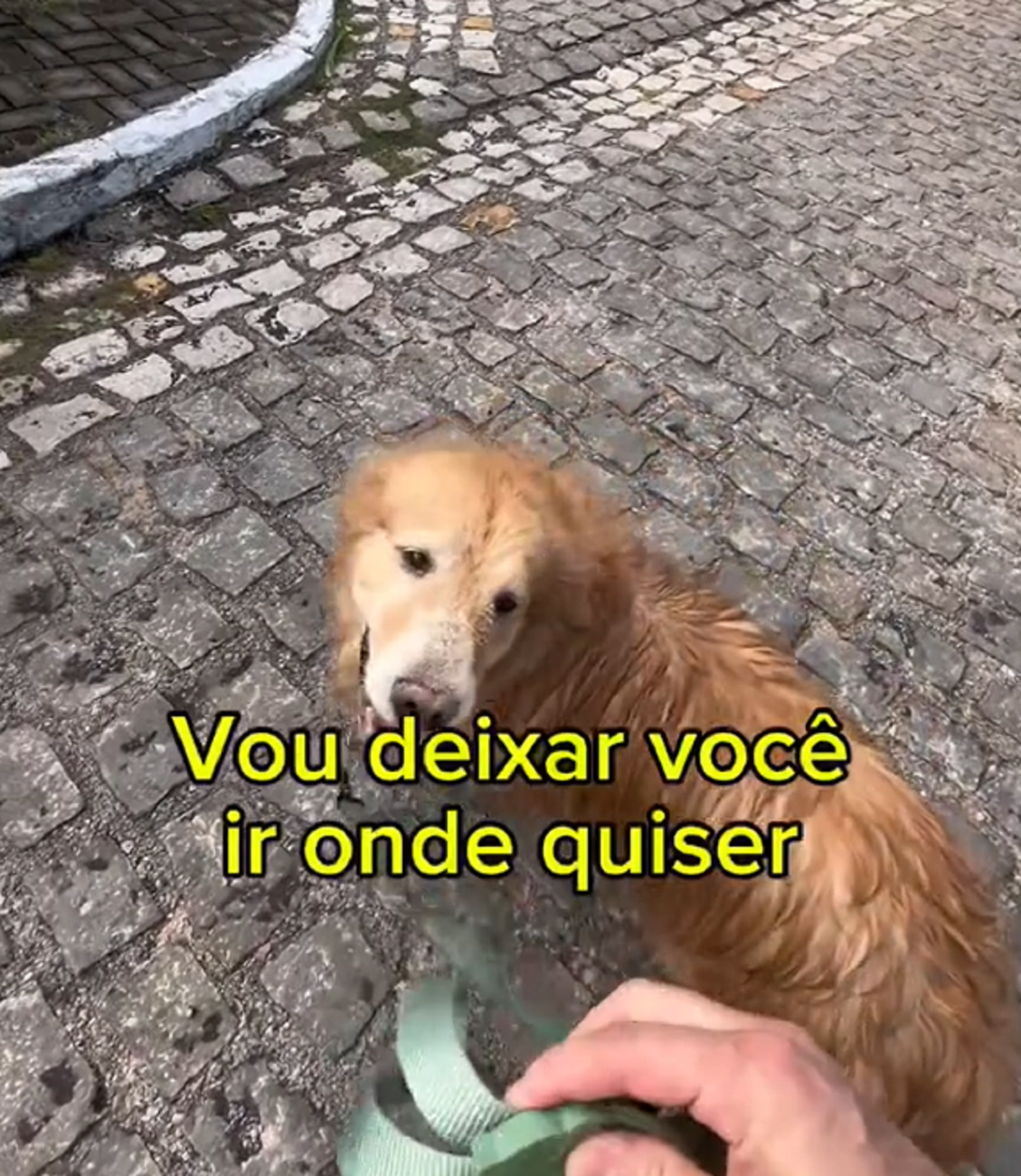 Tutor liberou o cachorro para ir aonde quiser - Internet/Reprodução/ND