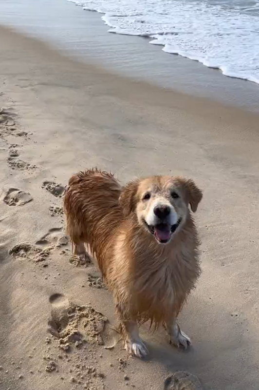 Golden Retriever na praia