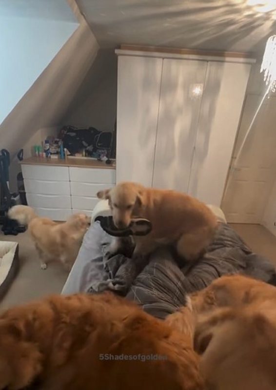 Golden Retrievers na cama de tutor com tênis na boca 