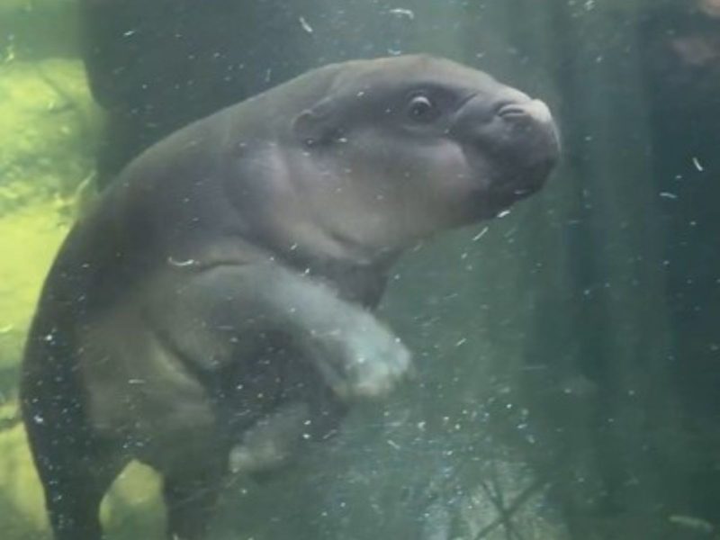 hipopótamo-pigmeu nadando em zoológico