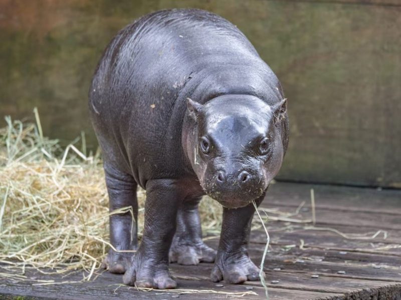 hipopótamo-pigmeu em zoológico na Austrália