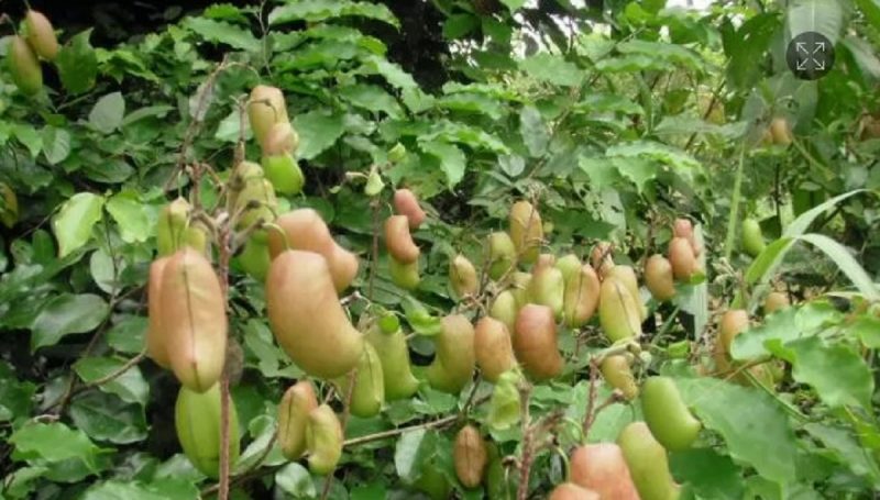 na imagem aparece planta e o suplemento que ajuda a melhorar a insônia 