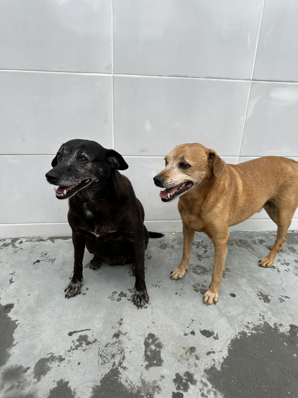 Irene e Bolinha - Foto: PMF/Divulgação