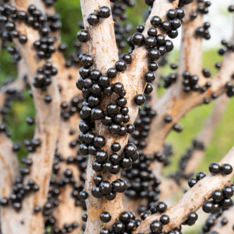 Consumir jabuticaba traz benefícios à saúde e fortalece sistema imunológico 