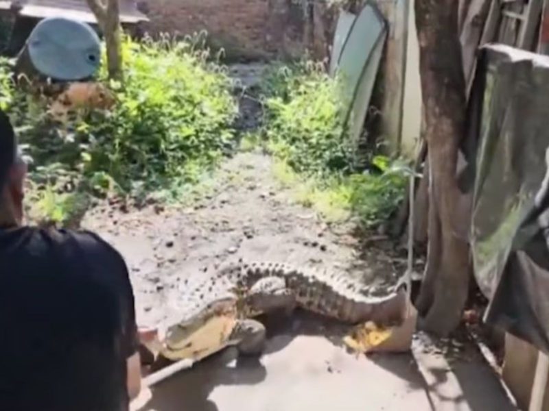 Forças públicas e funcionários atuaram na remoção do jacaré da casa