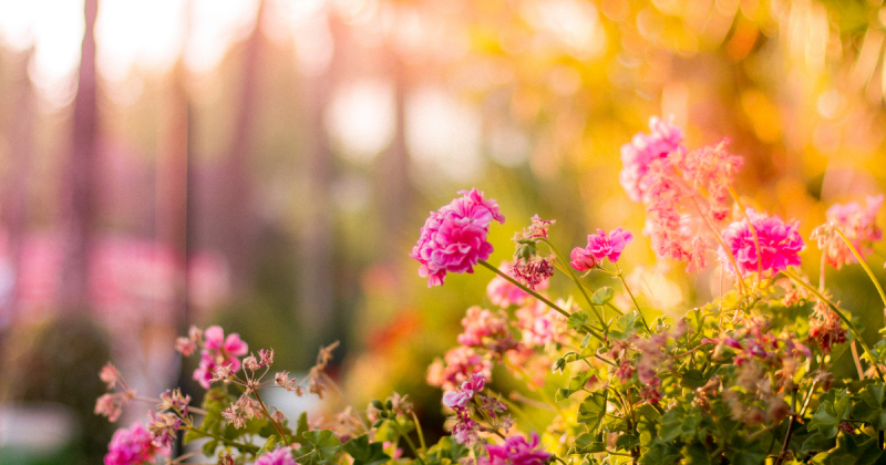 Jardim com rosas