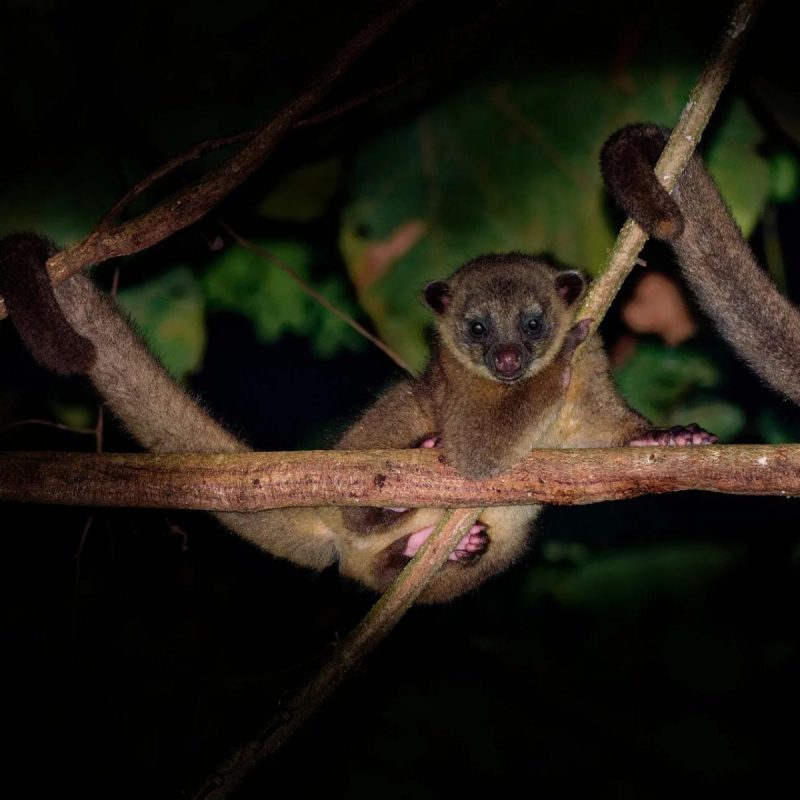 Jupará, espécie rara de macaco