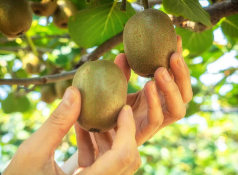 Kiwi é uma fruta com colágeno 