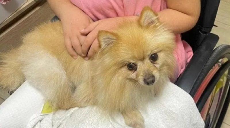 Imagem do cachorro após ser devolvido a menina