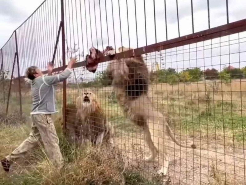 A imagem mostra a encantadora de leões oferecendo comida aos leões 