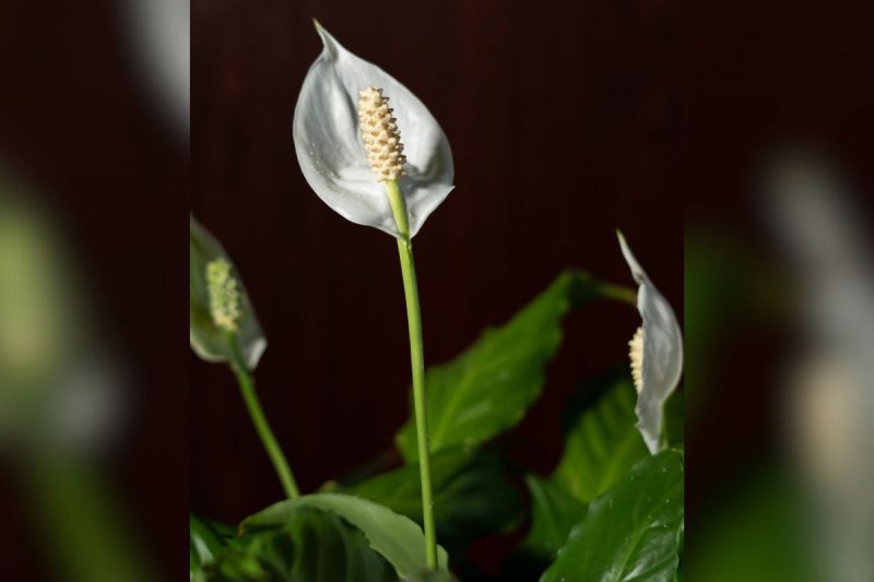 Lírio-da-paz com flor branca e folhas verdes