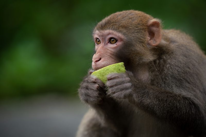 Estudo diz que animais silvestres, como o macaco comendo a fruta, podem ficam embriagados com consumo do alimento 