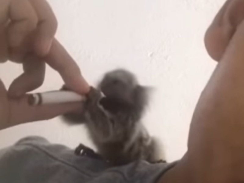 A imagem mostra um macaco sagui fumando maconha 