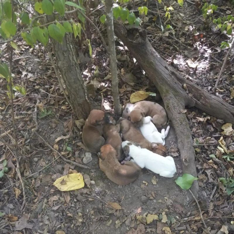 Filhotes na floresta