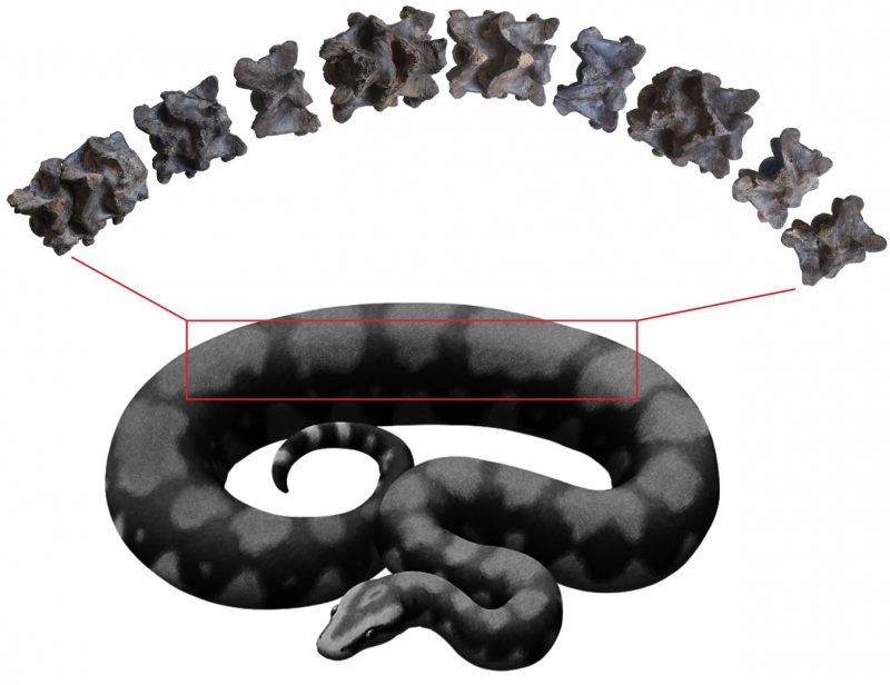 Ilustração mostra coluna vertebral da cobra com mais de 15 metros encontrada em uma expedição na Índia 