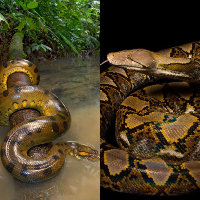 Maiores cobras do mundo