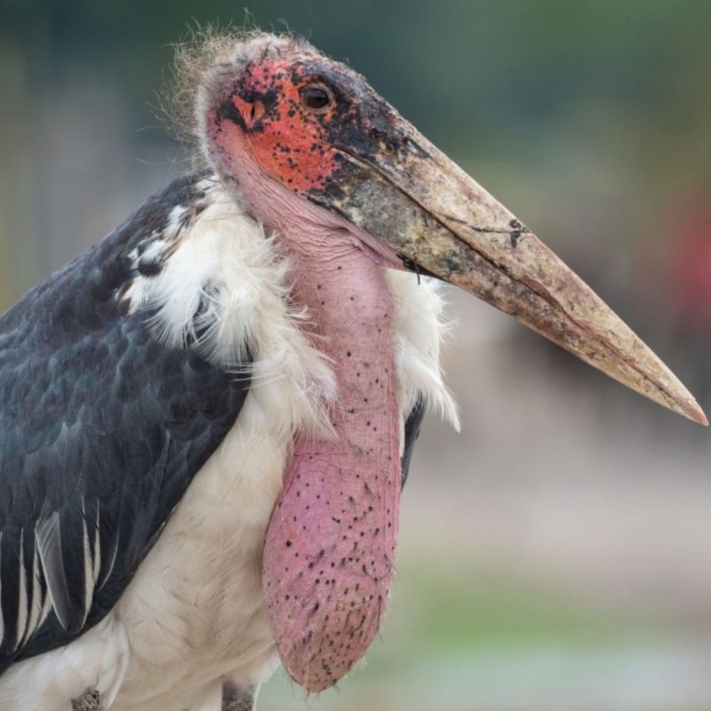 Cegonha Marabu Africano