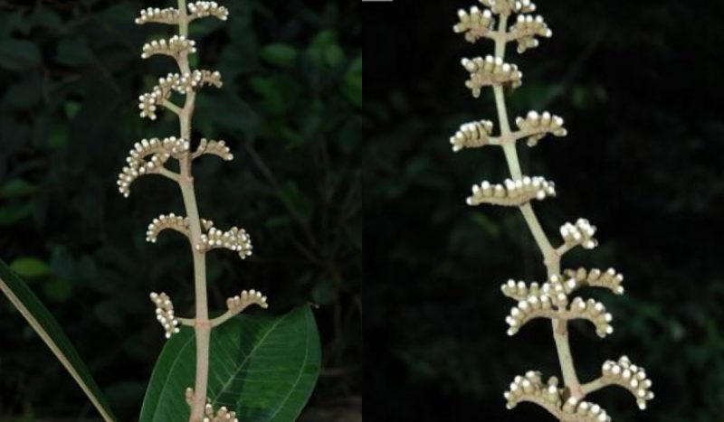 Flores de um exemplar da planta Miconia leonarae Flores de um exemplar da planta Miconia leonarae