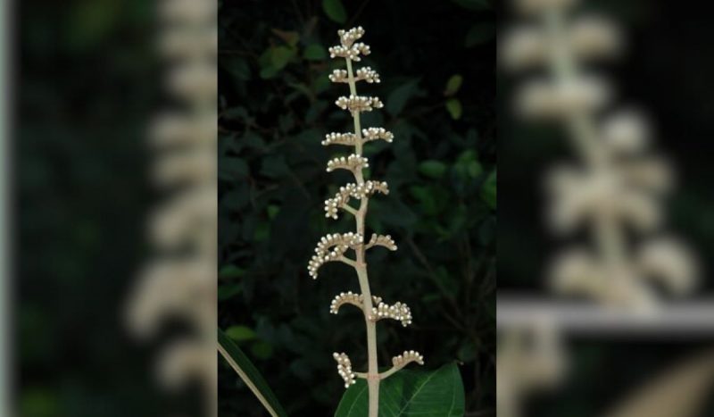 Flores de um exemplar da planta Miconia leonarae Flores de um exemplar da planta Miconia leonarae